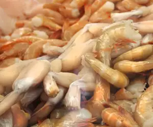 Seafood counter